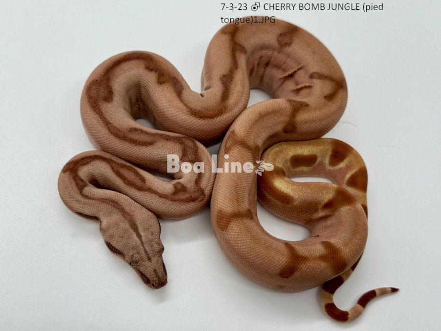 CHERRY BOMB JUNGLE (pied tongue)